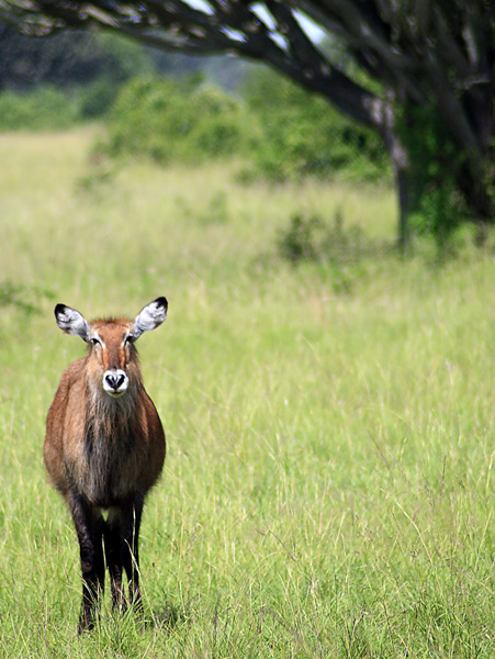 Waterbuck,Water Buck,Antilope,Mweya,QENP,Queen Elizabeth National Park