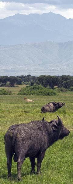 Buffalo,Syncerus caffer,Mweya,QENP,Queen Elizabeth National Park