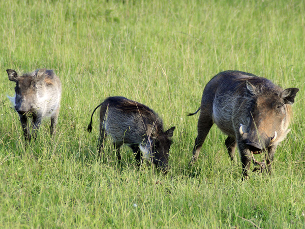 Warthog,Pig,Lake Mburo National Park