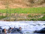 Crocodile Kazinga Channel