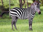 Zebra - Mburo