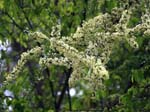 Blossom - Mburo
