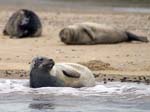 Common Seals