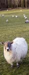 Sheep