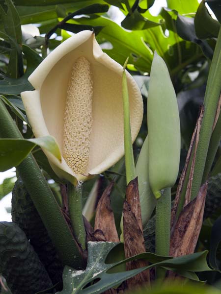 Swiss Cheese Plant,Monstera deliciosa,Flower,Hothouse,Torre Abbey