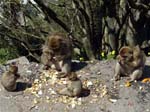 Picnic Time for Barbary Macaques