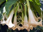 Angel Trumpets (Brugmansia candida)