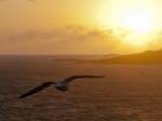 A Gull at Sunset
