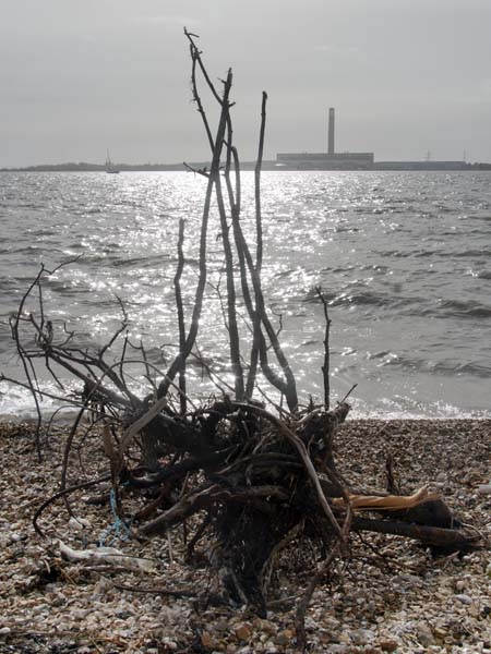Driftwood,Warsash,Sea,Solent