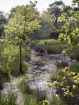 The Marsh