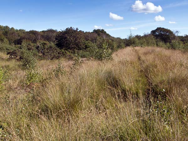 Iron Age Settlement,Bank and Ditch,Hamble Common