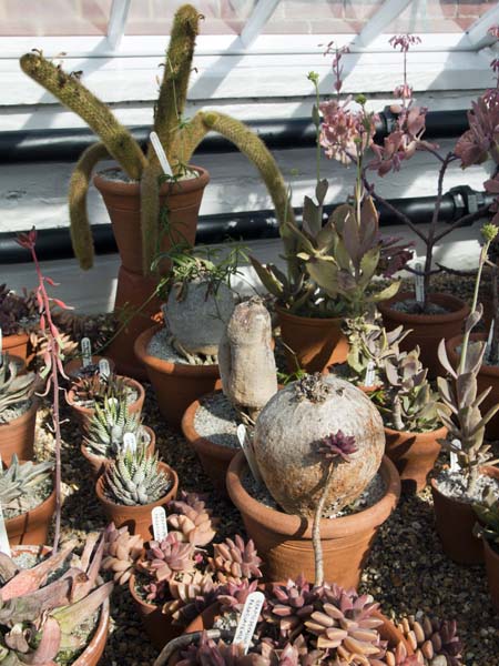 Cacti,Greenhouses,West Dean Gardens