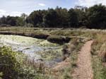 The Creek