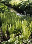 Fern Fronds