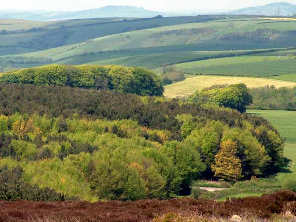 Martinstown,Portesham,Black Down