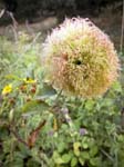 Robin's Pincushion Gall (Diplolepis rosae)