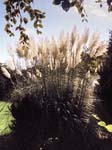 Pampas Grass (Cortaderia selloana)
