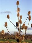 Teasle Dipsacus fullonum