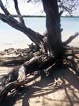 Tree Trunk