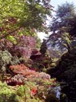 The Japanese Garden
