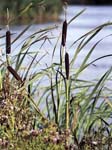 Greater Reed Mace